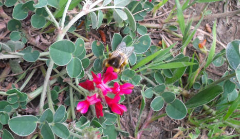 Bombus sp.